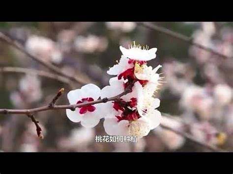 桃花枝 風水|【桃花枝作用】升級版桃花運！桃花枝風水三秘：淨化煞氣、招好。